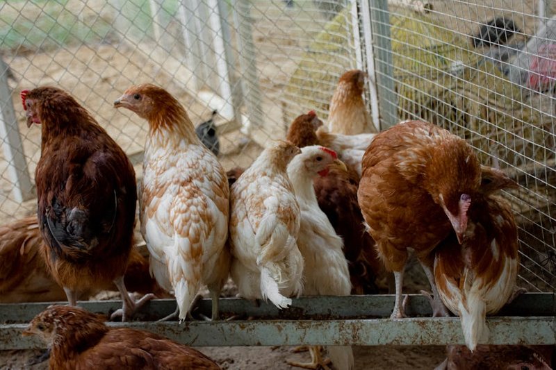 kandang ayam sensor IoT - Contoh Otomasi Proses Bisnis
